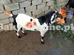 Normal Bakra for Sale