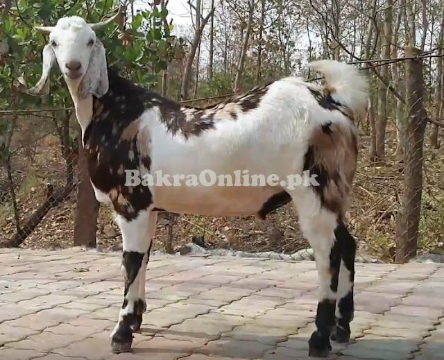 Dera Din Panah Bakra Available for Qurbani