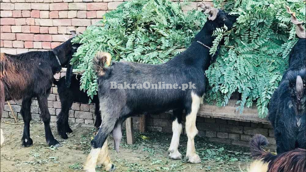 Beautiful Dera Din Panah Bakra for Sale