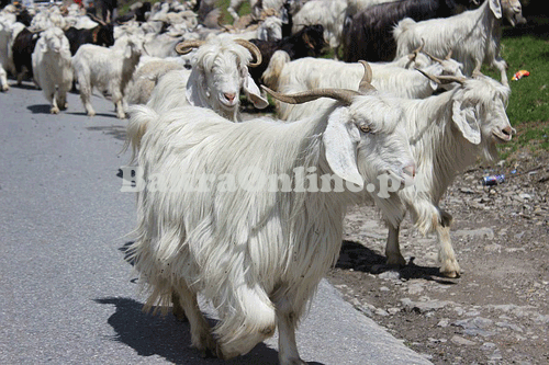 Gaddi Bakra for Sale in Lahore