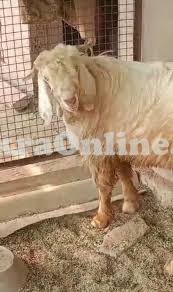 Gadi Bakra for Sale in Gujranwala