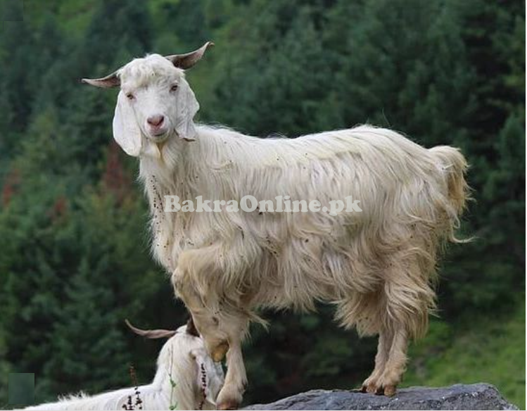 Gaddi Goat for Sale in Hyderabad