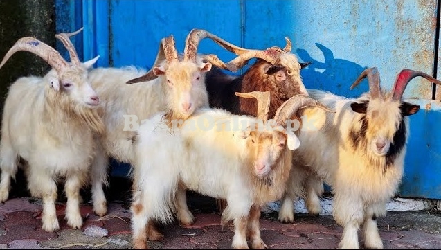 Gaddi Bakra for Sale in Lahore