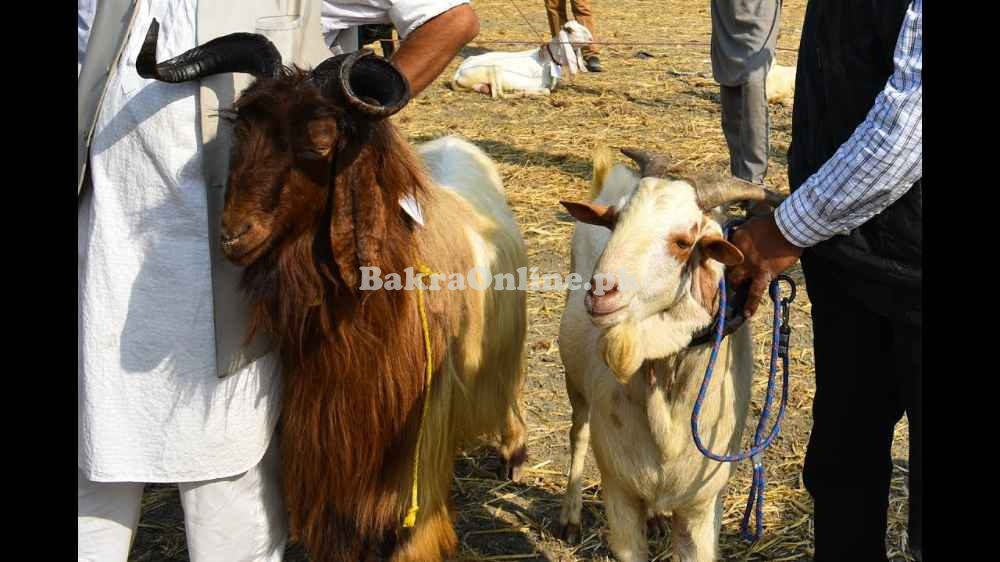 Beautiful Gaddi Bakra for Qurbani