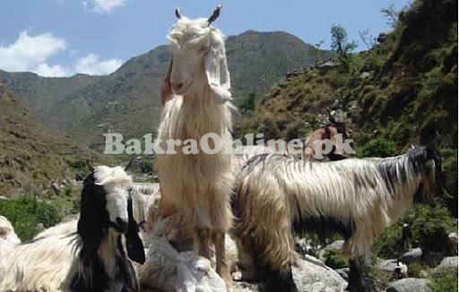 Gaddi Bakra for Sale in Multab