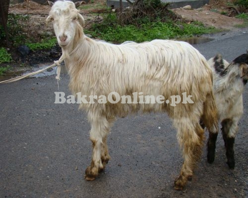 Normal Size Gaddi Bakra for Qurbani