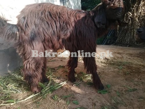 Gaddi Goat Available for Sale Qurbani