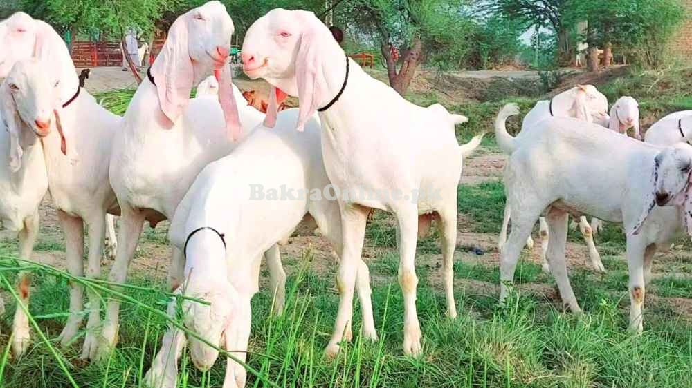 Beautiful Gulabi Bakra for Sale in Rawalpindi