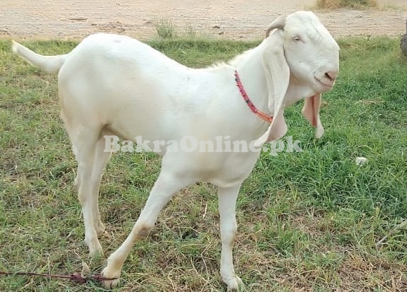 Gulabi Bakra for Sale in Gujranwala