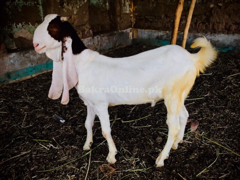 Desi Gulabi Bakra for Sale