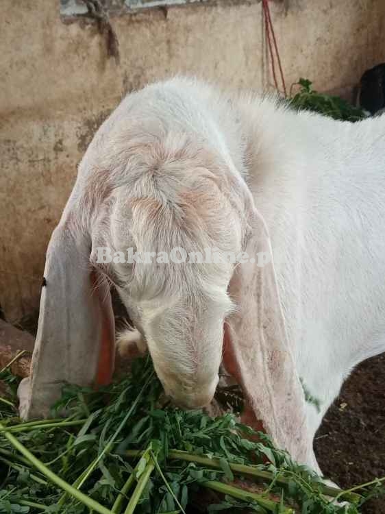 Pure Gulabi Bakra available for Qurbani