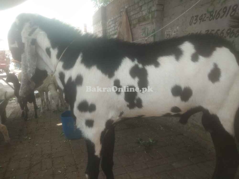 Very Heavy Bakra for Sale