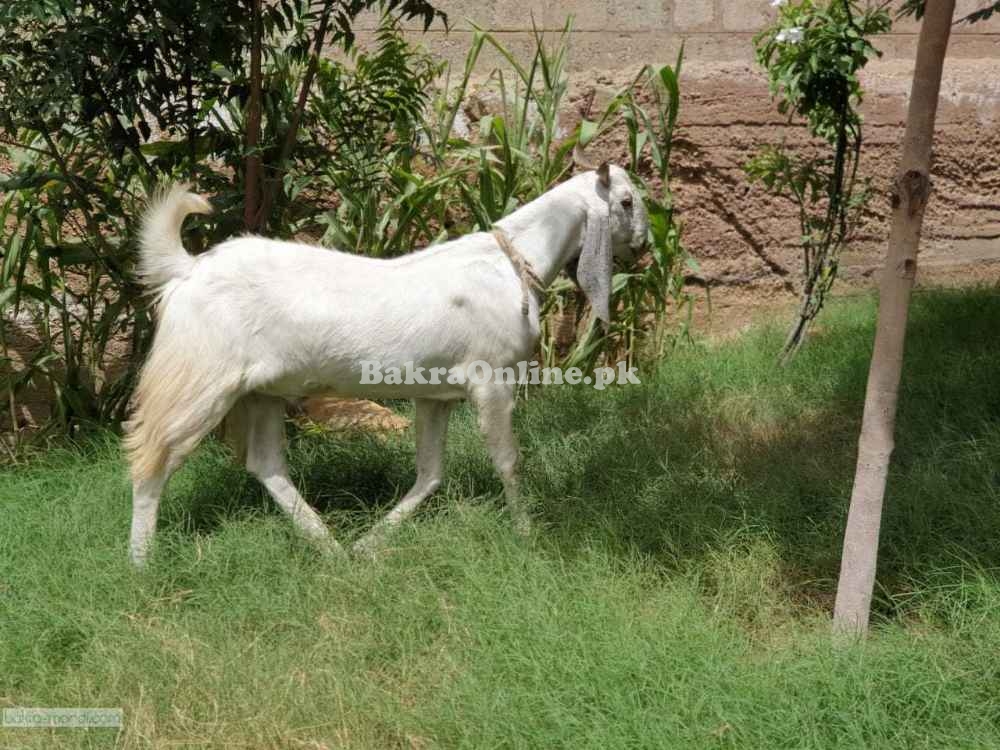 Jabli Bakra for Qurbani Available in Karachi