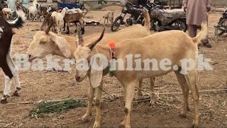 Jabli Bakra in Normal Size Available for Sale