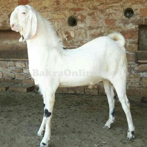 Very Beautiful Heavy Jamnapari Bakra for Sale in Islamabad