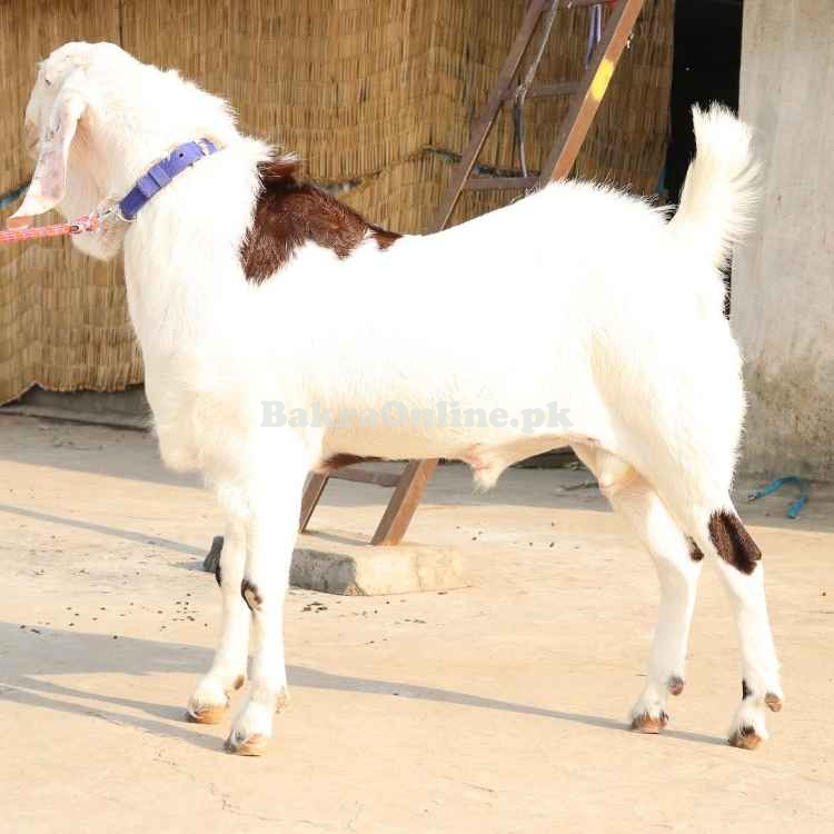 Beautiful White Jamnapari Bakra for Sale in Rawalpindi