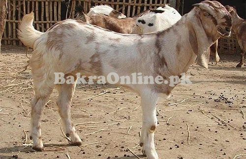 Jamnapari Bakra for Sale in Gujranwala