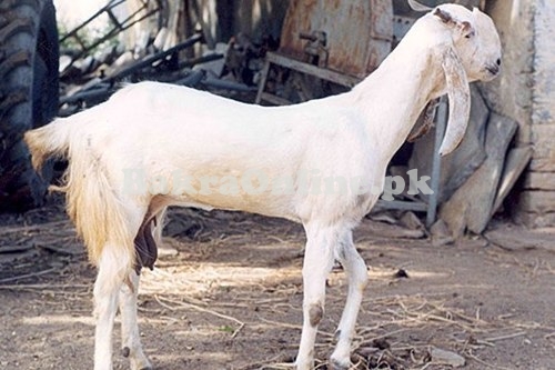 Normal Size Bakra for Sale in White Colour for Qurbani