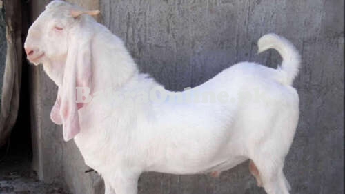 Beautiful Pure White Jamnapari Bakra for Sale