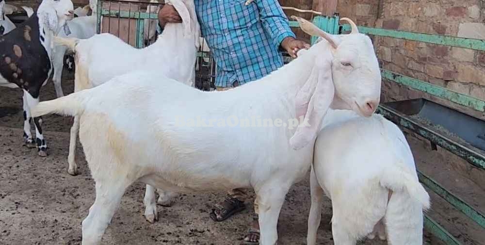 Jamnapari Bakra for Sale in White Colour