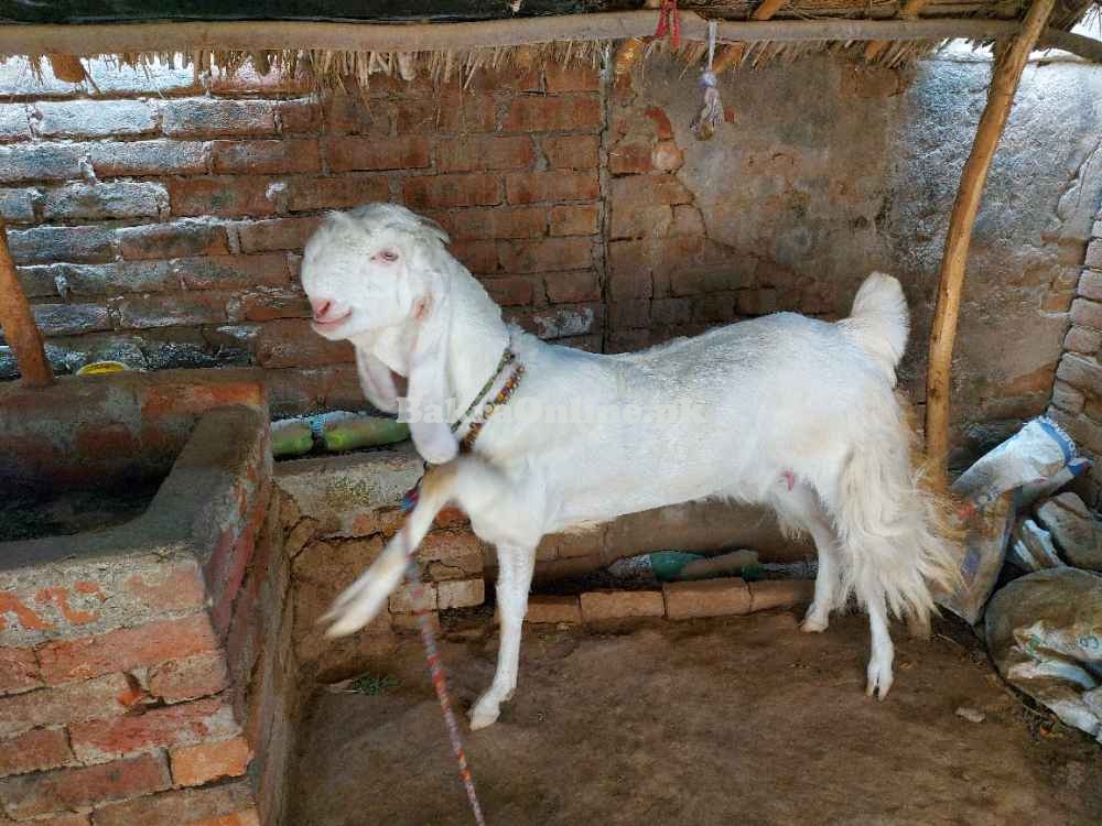 Jamnapari Bakra for Sale in Hyderabad