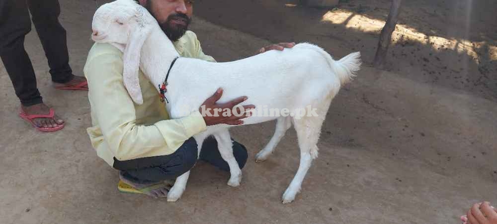 Cheepest Jamnapari Bakra for Sale