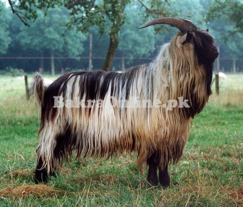 Big Heavy Jarakheil Bakra for Sale in Rawalpindi