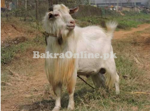 Jarakheil Bakra for Sale in Islamabad