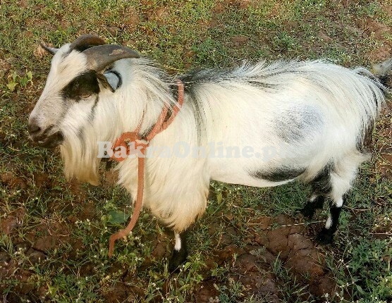 Jarakheil Bakra for Sale in Lahore