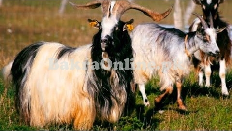 Jarakheil Goat for Sale