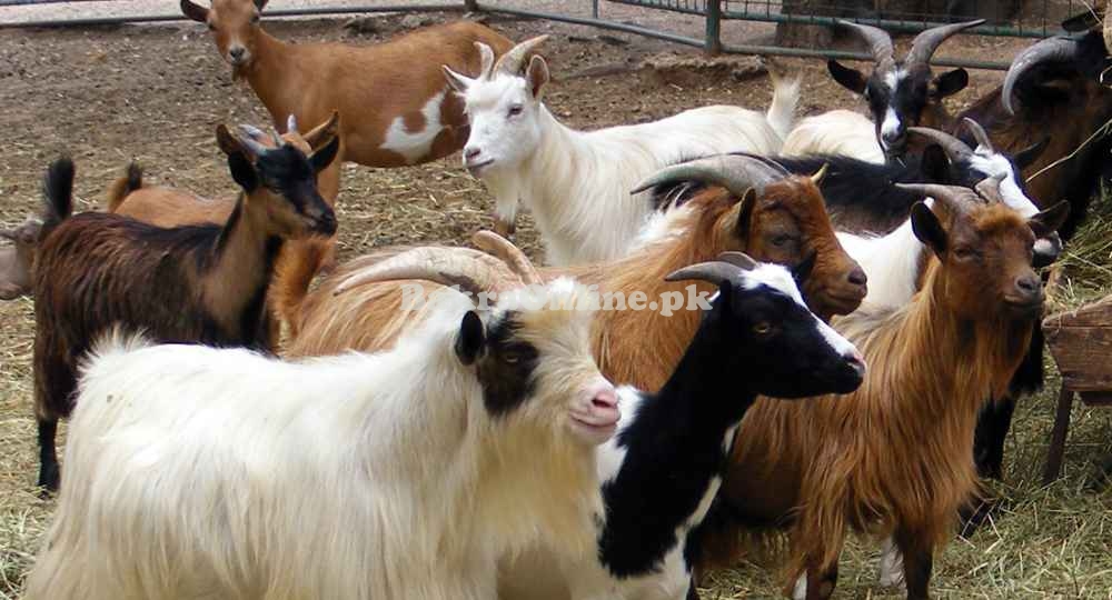 Jarakheil Goat for Sale in Multan