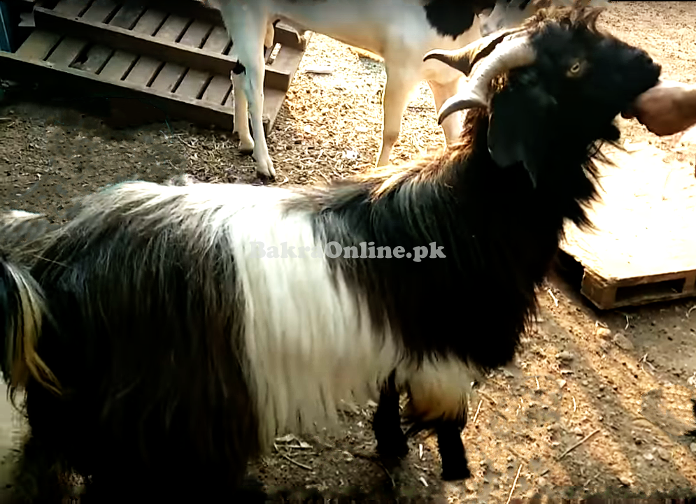 Jarakheil Goat Available for Sale in Karachi