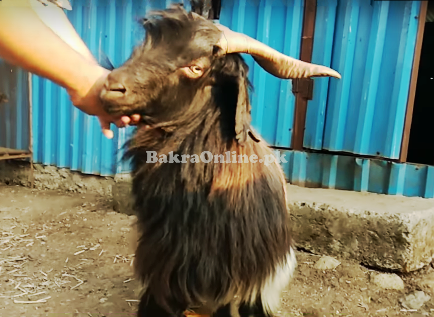 Normal Size Jarakheil Goat for Qurbani