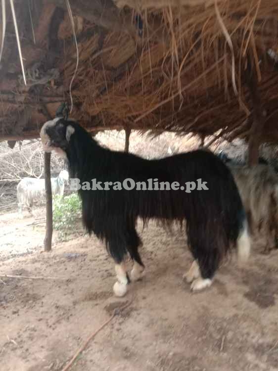 Heavy Jattal Bakra for Sale