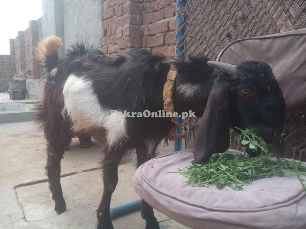 Desi Jattal Bakra for Sale