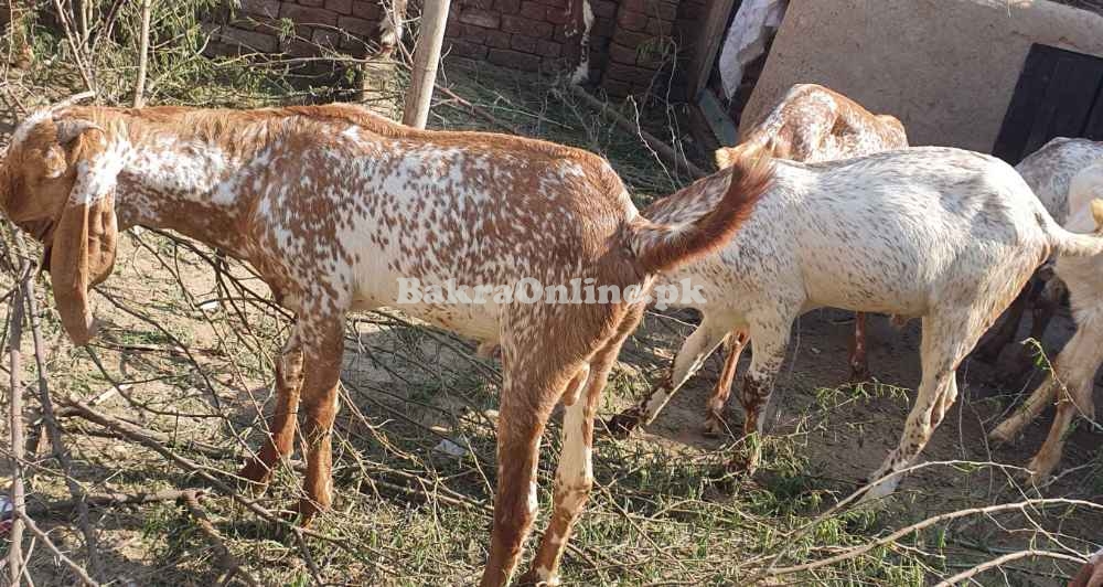 Desi Jattal Bakra Available for Sale