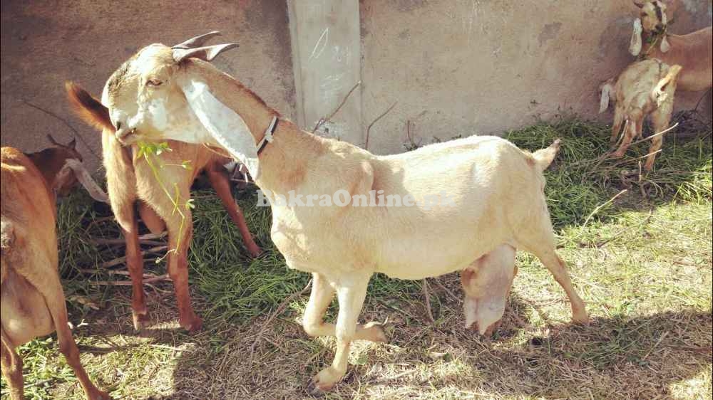 Jattan Goat for Sale in Gujranwala