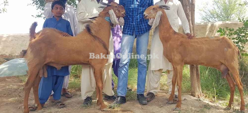 Jattan Bakra for Sale in Karachi