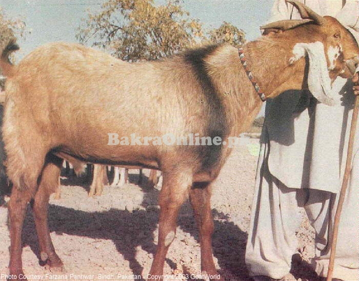 Beautiful Jattan Bakra for Sale