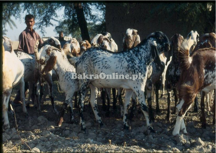 Kacchan Bakra for Sale in Gujranwala