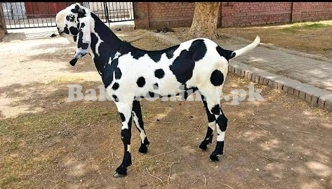 Normal Size Kacchan Bakra Available for Sale