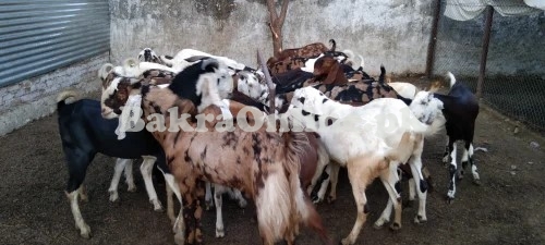 Normal Size Kacchan Bakra for Sale