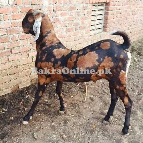 Beautiful Medium Size Kacchan Bakra Available for Sale