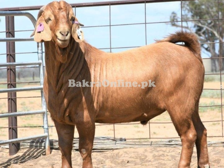 Healthy Kacchan Bakra Availablefor Sale