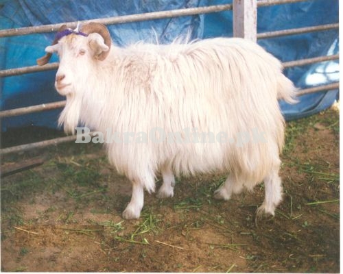 Beautiful Kaghani Bakra Available for Sale