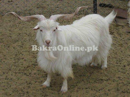 Normal Size Kaghani Bakra for Sale