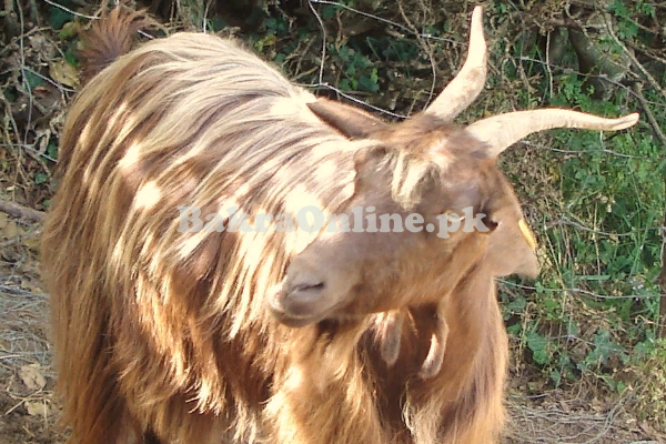 Brown Colour Beautiful Kail Bakra for Sale