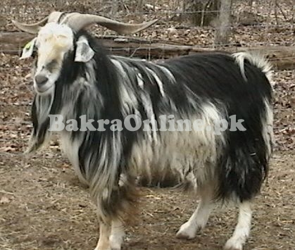 Kail Bakra for Sale in Multan