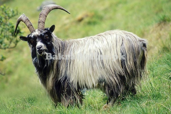 Kail Goat for Sale in Hyderabad