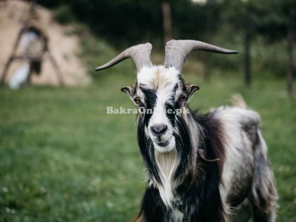 Normal Kail Goat Available for Sale